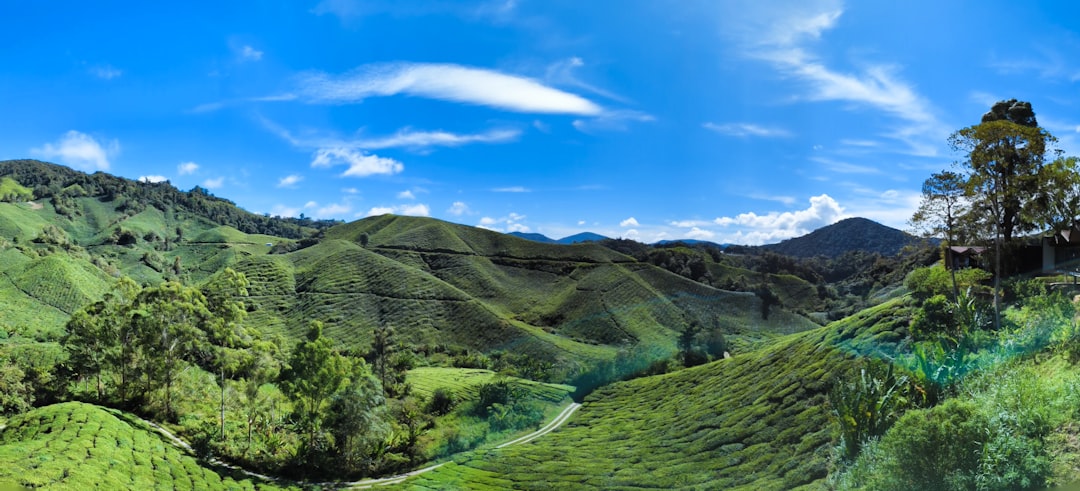 a scenic view of a lush green valley,