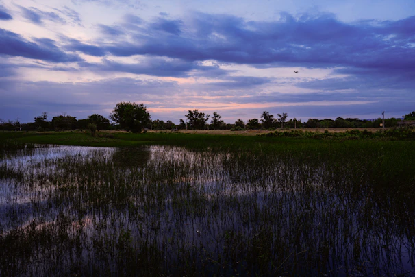 A panoramic view of a peaceful wetland at sunset, with birds silhouetted against the sky.