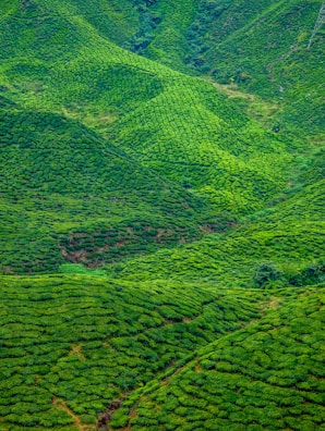 Lush green tea terraces rolling across the hills of Malaysia.