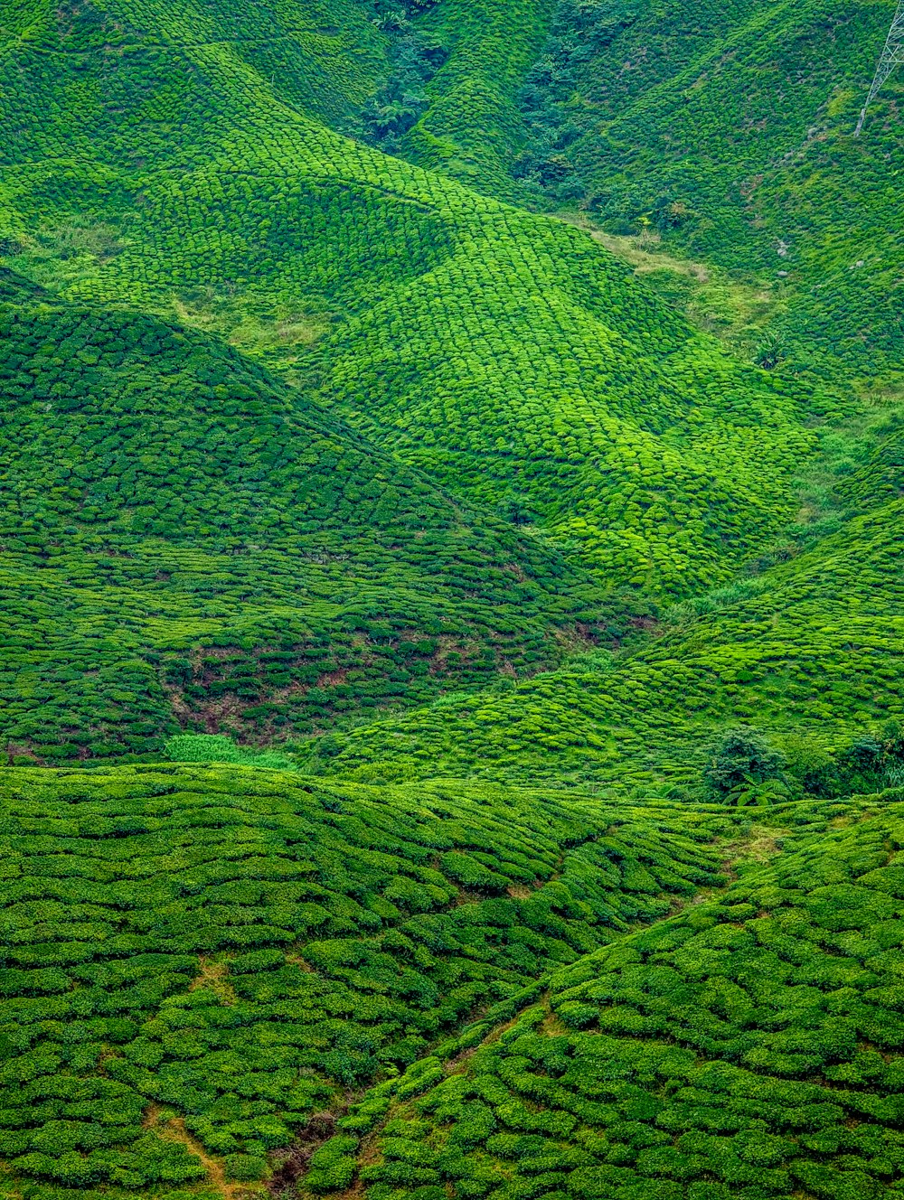 a lush green hillside covered in lots of trees