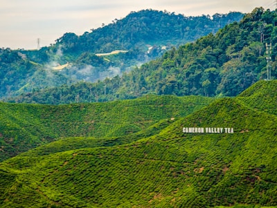 Lush green tea plantations rolling over the hills of Cameron Highlands.