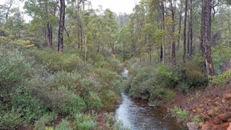 A serene forest scene features a gently flowing stream surrounded by dense green foliage and a variety of tree species. The atmosphere is calm and natural, evoking a sense of tranquility and untouched nature.