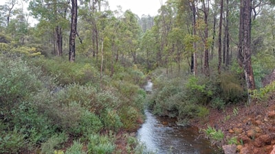 A serene forest scene features a gently flowing stream surrounded by dense green foliage and a variety of tree species. The atmosphere is calm and natural, evoking a sense of tranquility and untouched nature.