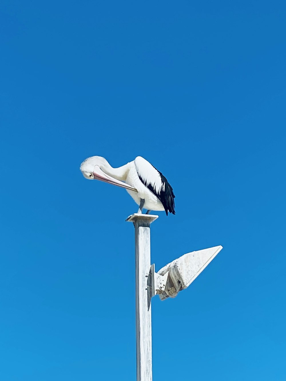 a white bird sitting on top of a wooden pole