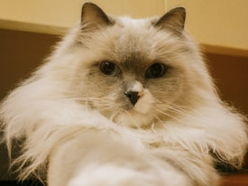 A fluffy, light-colored cat with blue-gray patches and captivating deep eyes is lying down, with a close-up emphasizing its soft fur and gentle expression.