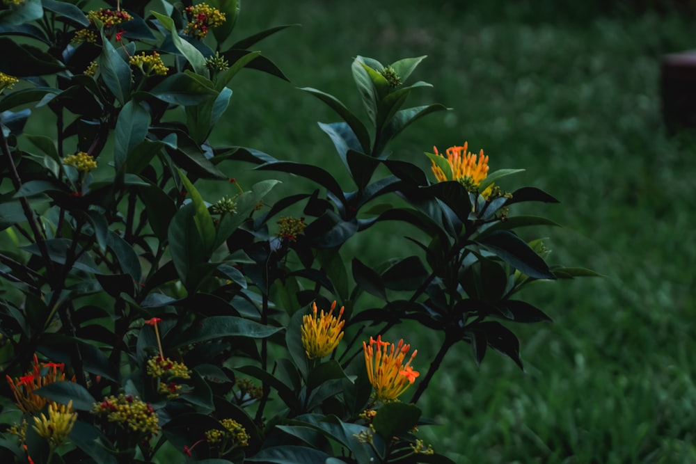 a bunch of flowers that are in the grass