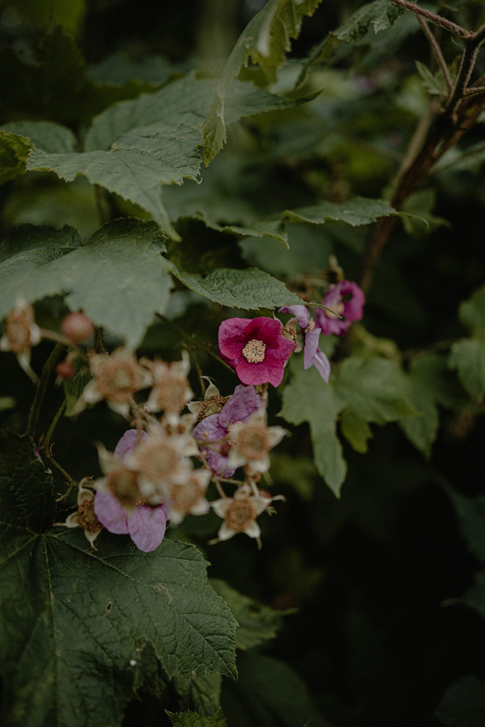 a bunch of flowers that are growing on a tree