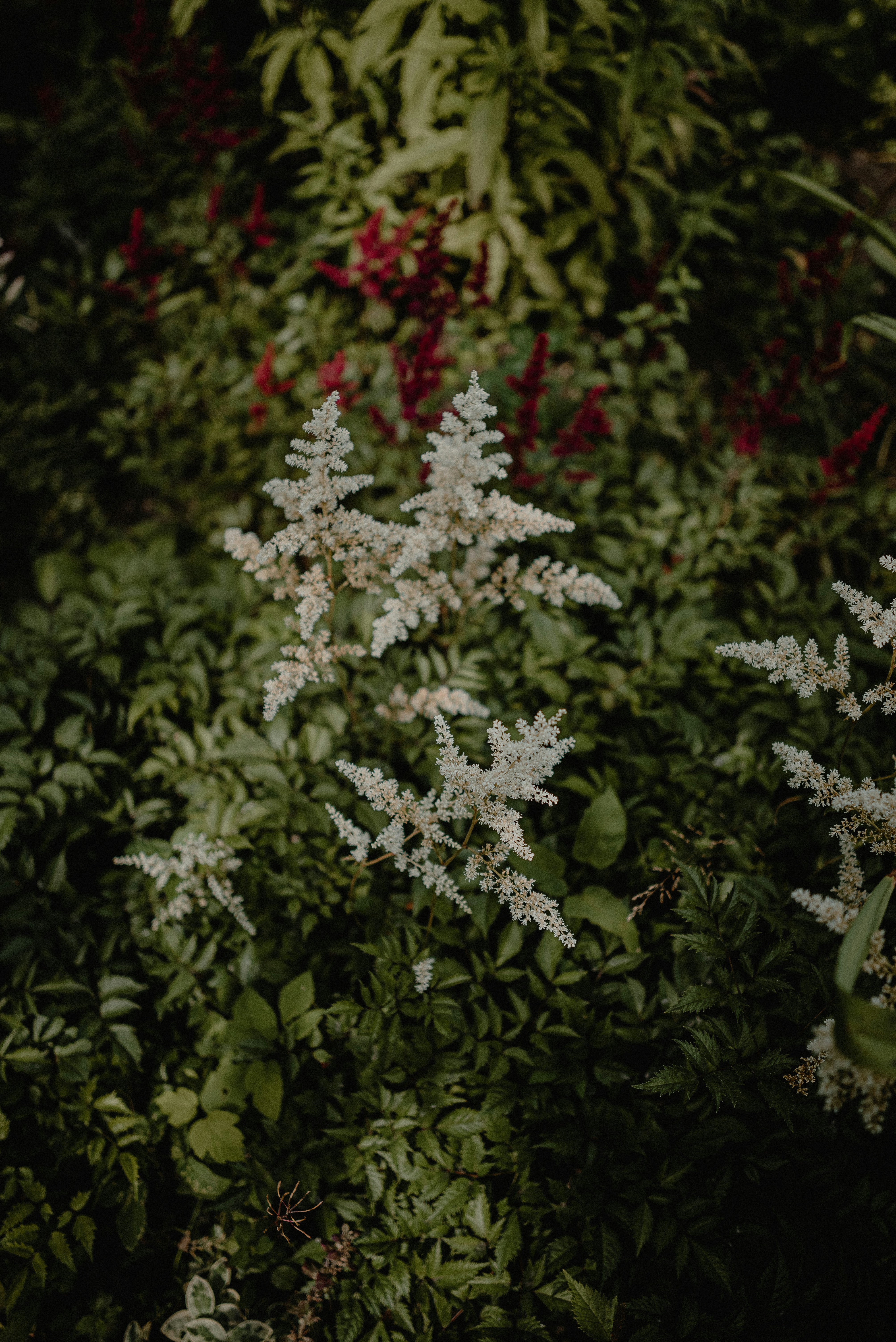 Photo by luniavis