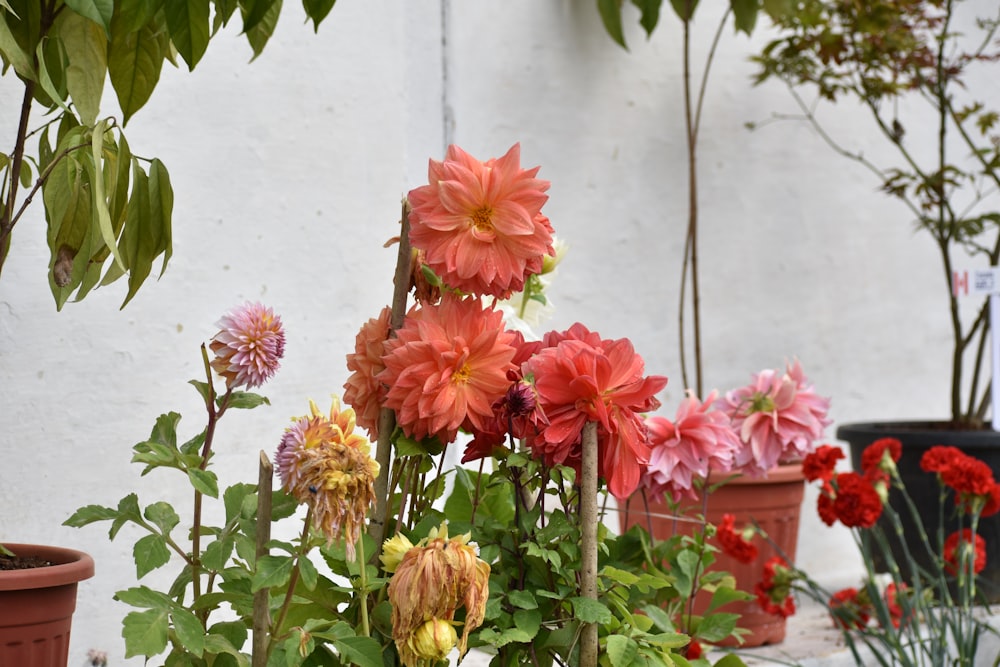 a bunch of flowers that are in some pots