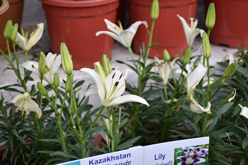 An arrangement of white lilies with long green stems in reddish-brown pots. Some lilies are in full bloom, while others remain in bud. The foreground has a sign with text indicating 'Kazakhstan Lily' along with additional information.