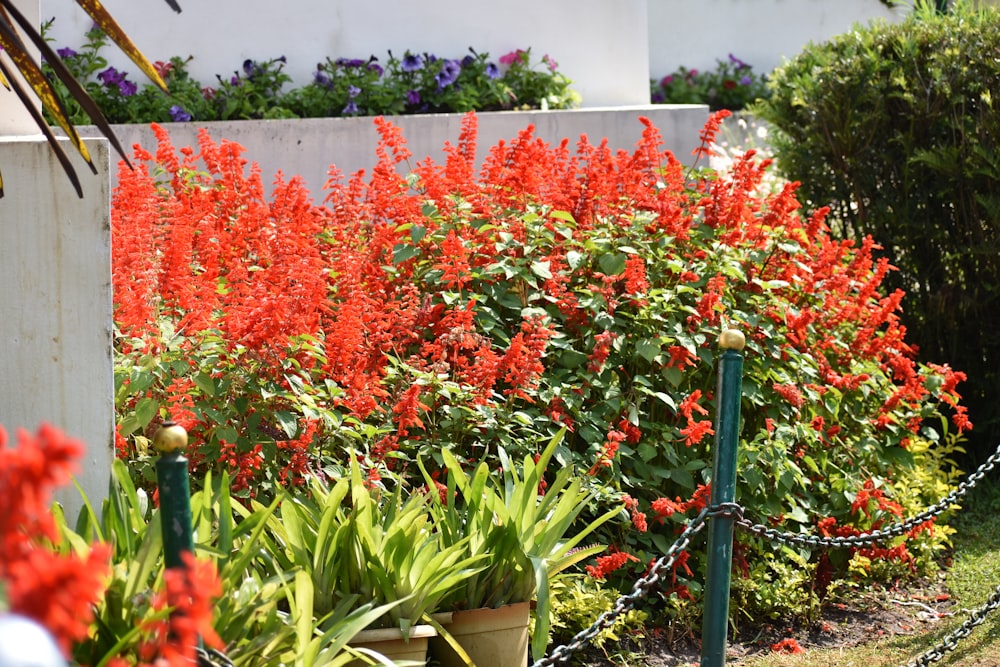 Un jardín lleno de muchas flores rojas
