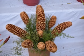 A potted plant displays several cone-shaped, spiraled objects that resemble wooden pine cones. These objects emerge from a bed of green foliage, creating a unique and artistic arrangement against a plain white backdrop.