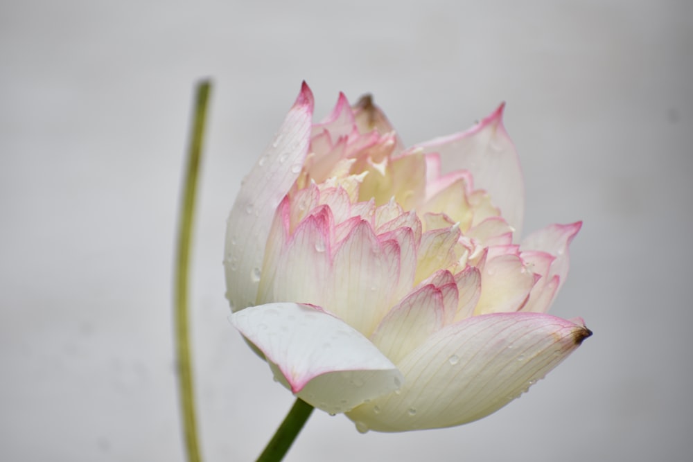 a pink and white flower with water droplets on it