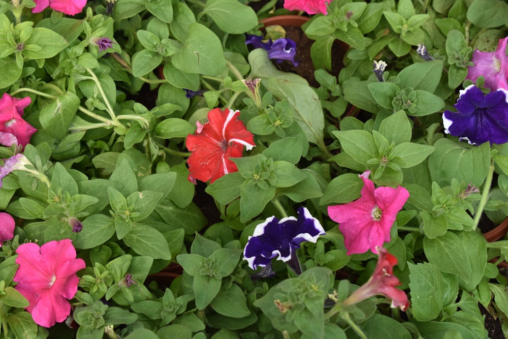 a bunch of flowers that are in a pot