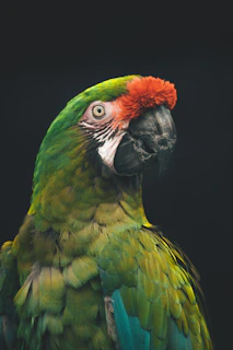 A vibrant photo of a veterinarian examining a colorful exotic bird during the congress.