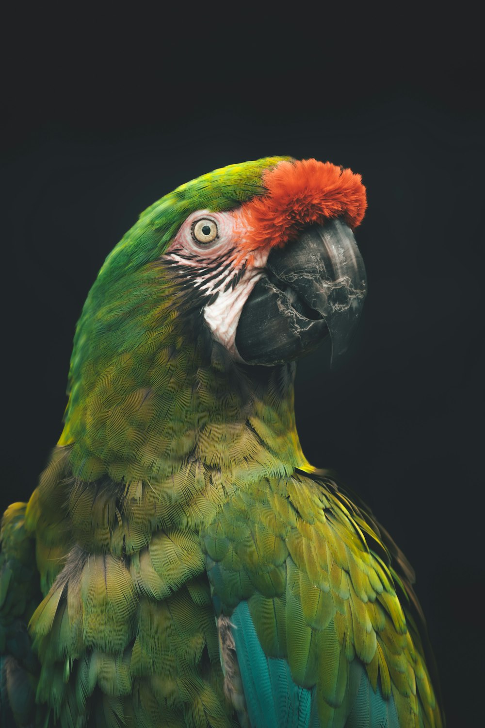 a green and red parrot with a black background
