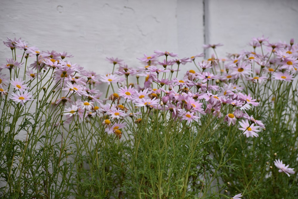 a bunch of flowers that are next to a wall