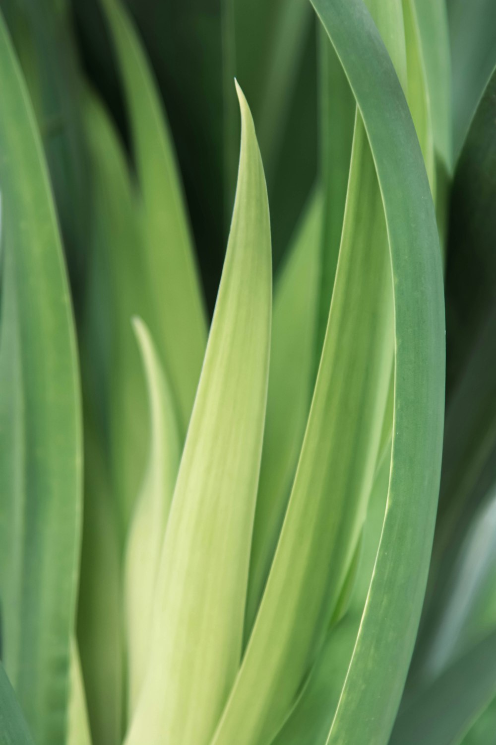 a close up of a green plant with leaves