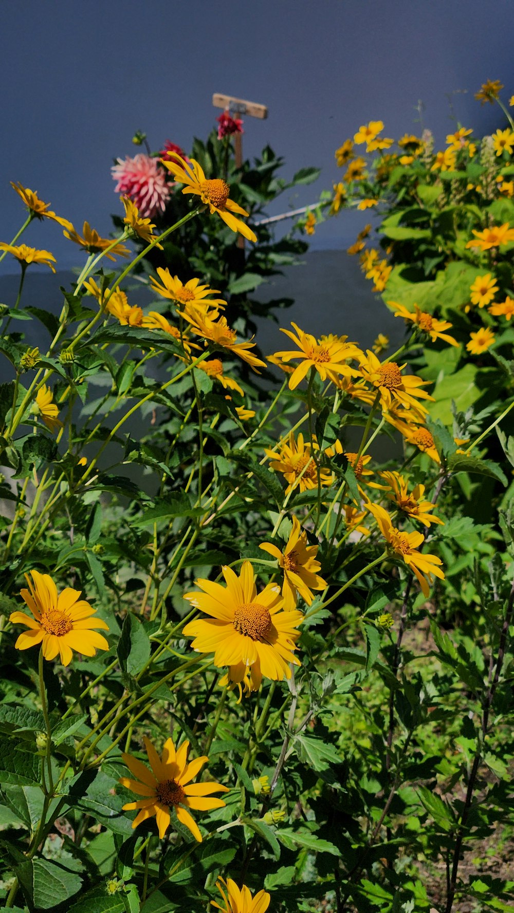 a field of sunflowers with a sky background