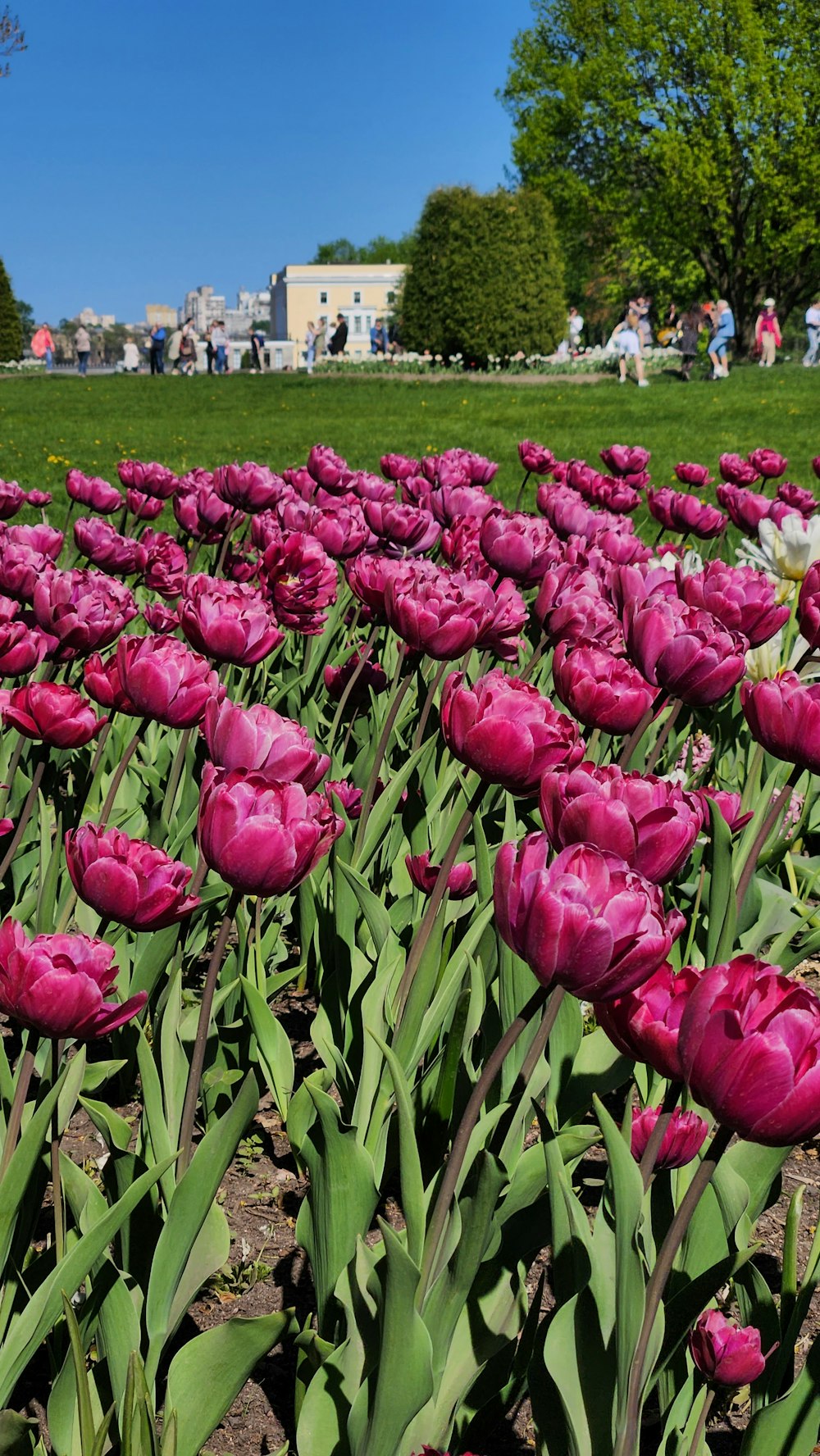 a field of pink flowers with people in the background