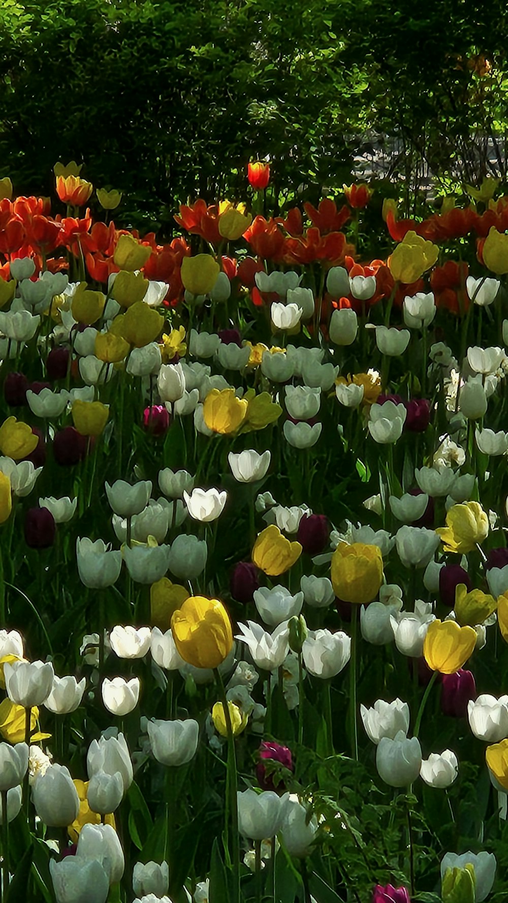 a field of colorful flowers with trees in the background