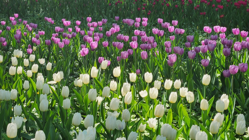 a field full of purple and white tulips