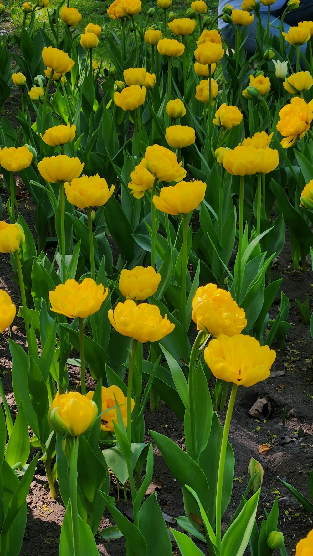 a field of yellow flowers with a person in the background