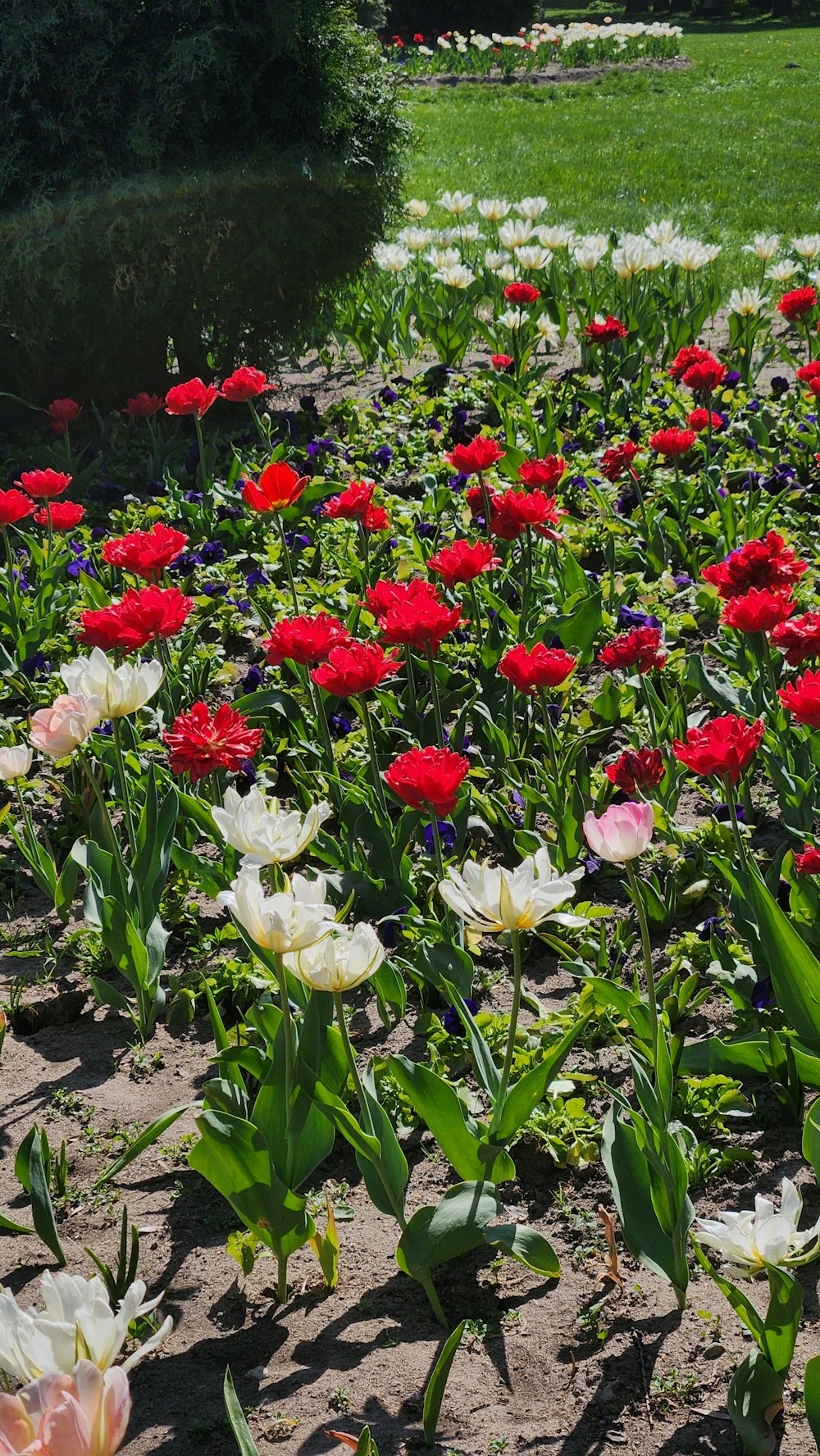 a field full of red and white flowers