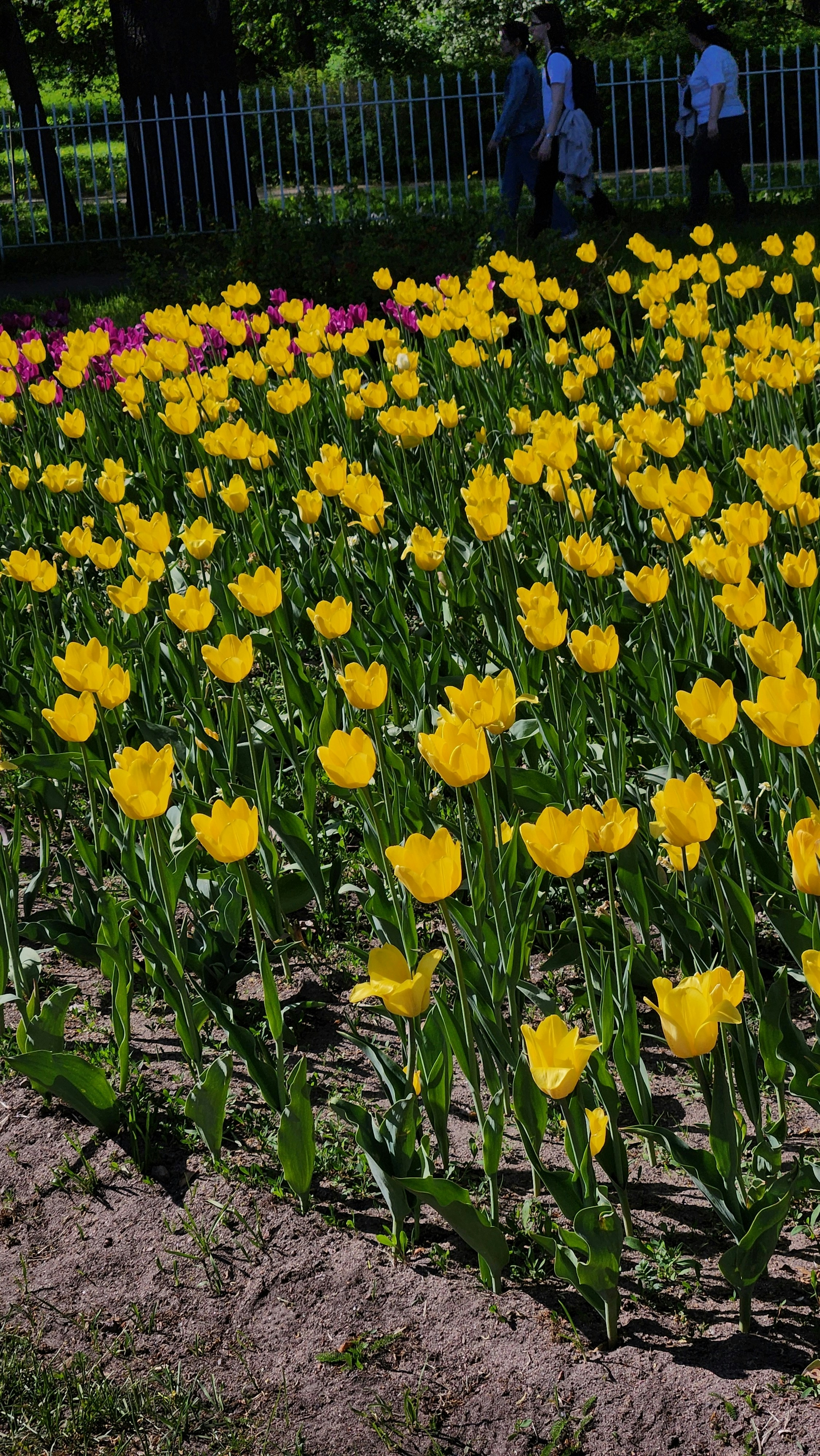 a field full of yellow flowers next to a fence
