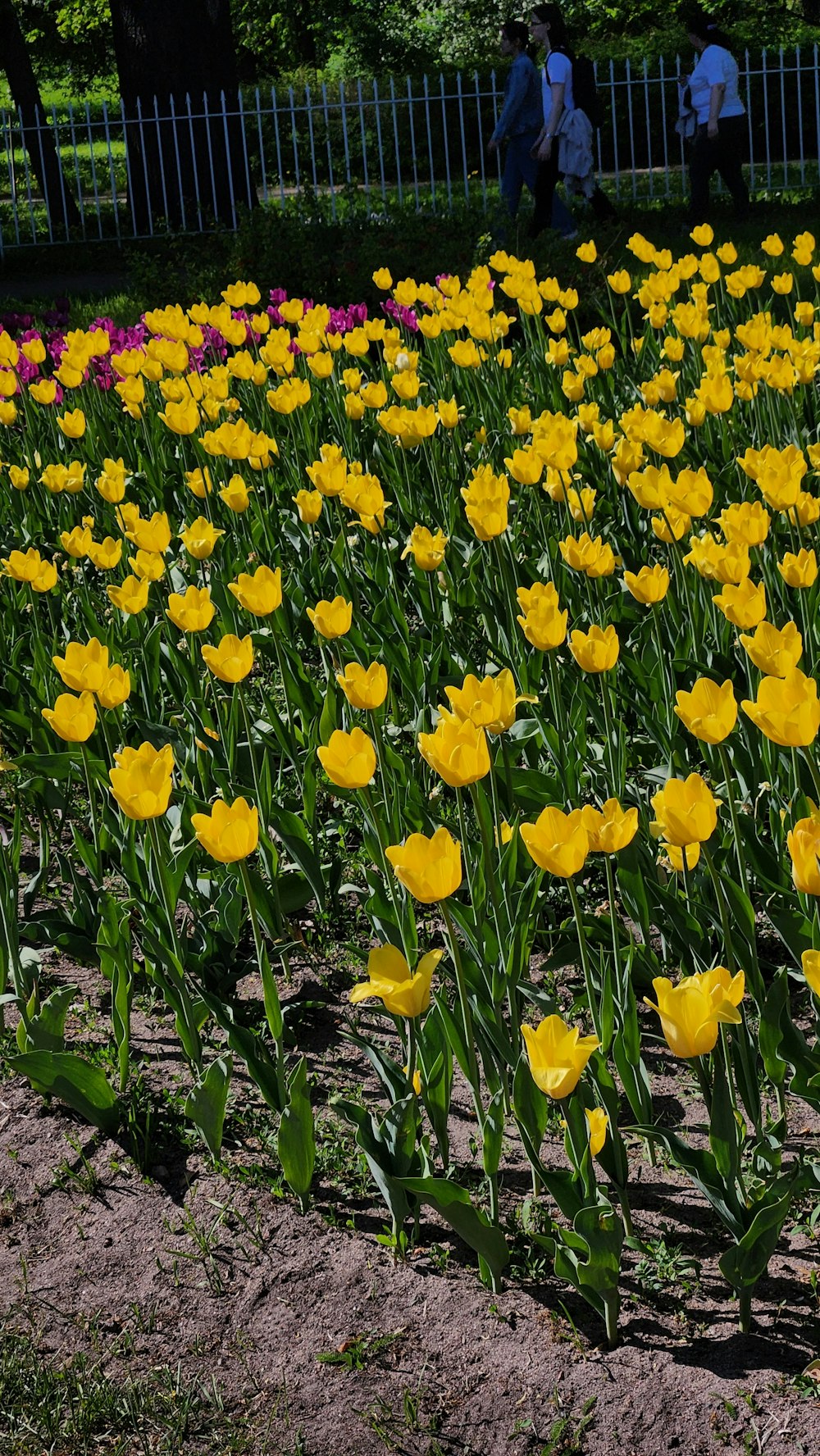 a field full of yellow flowers next to a fence