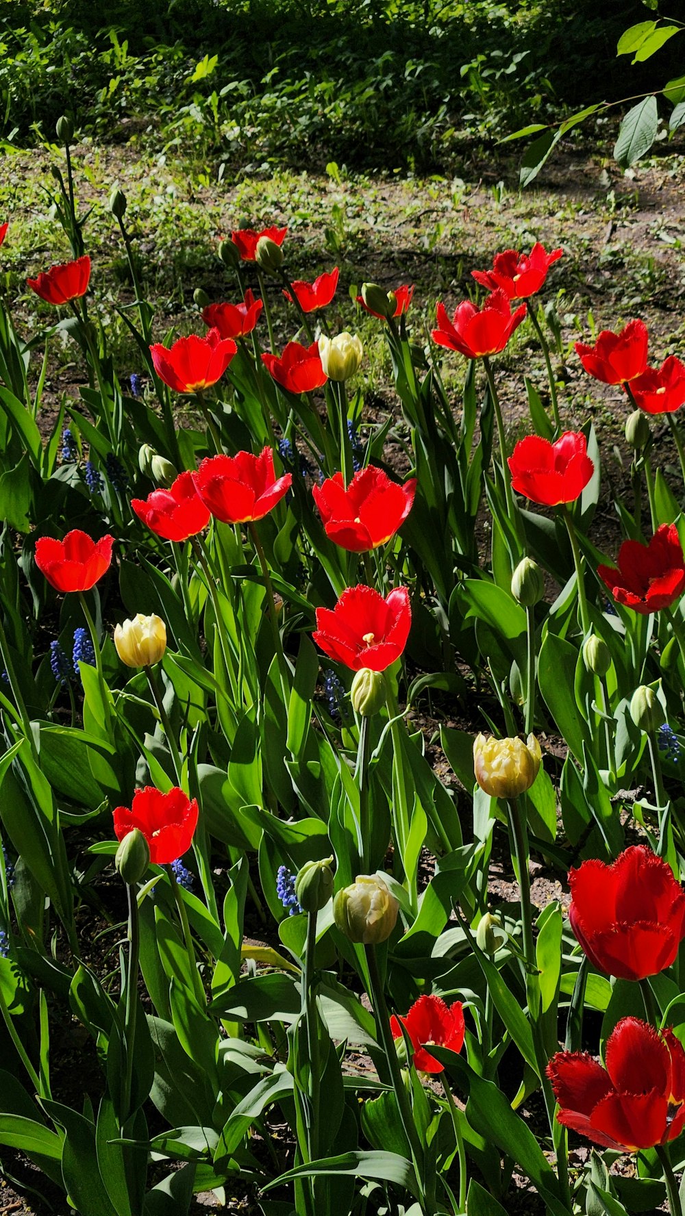 a field of red and yellow flowers in the grass