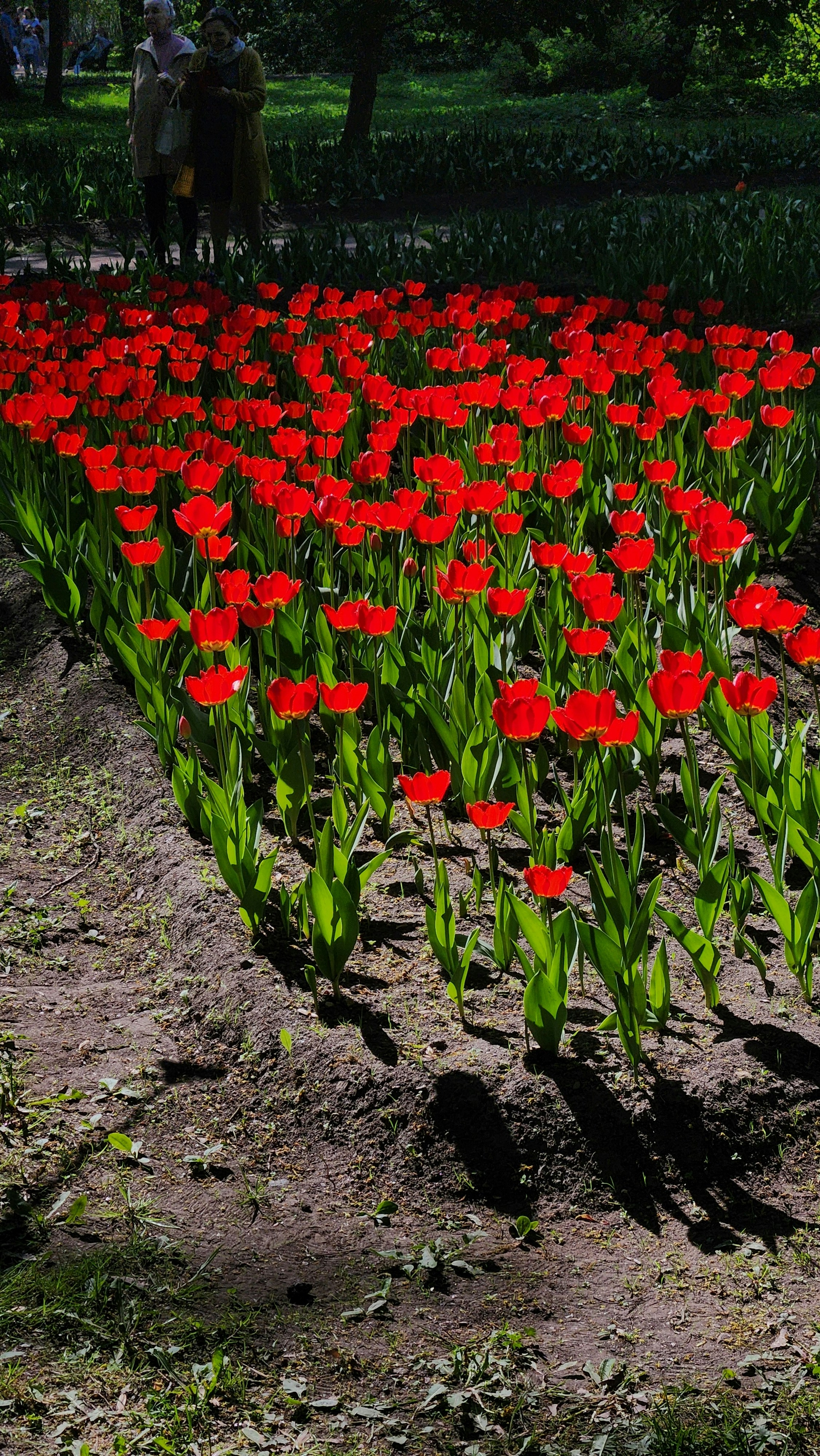 a field of red flowers with people in the background