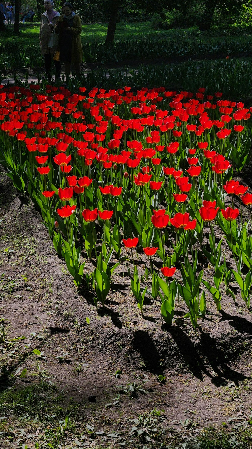 a field of red flowers with people in the background