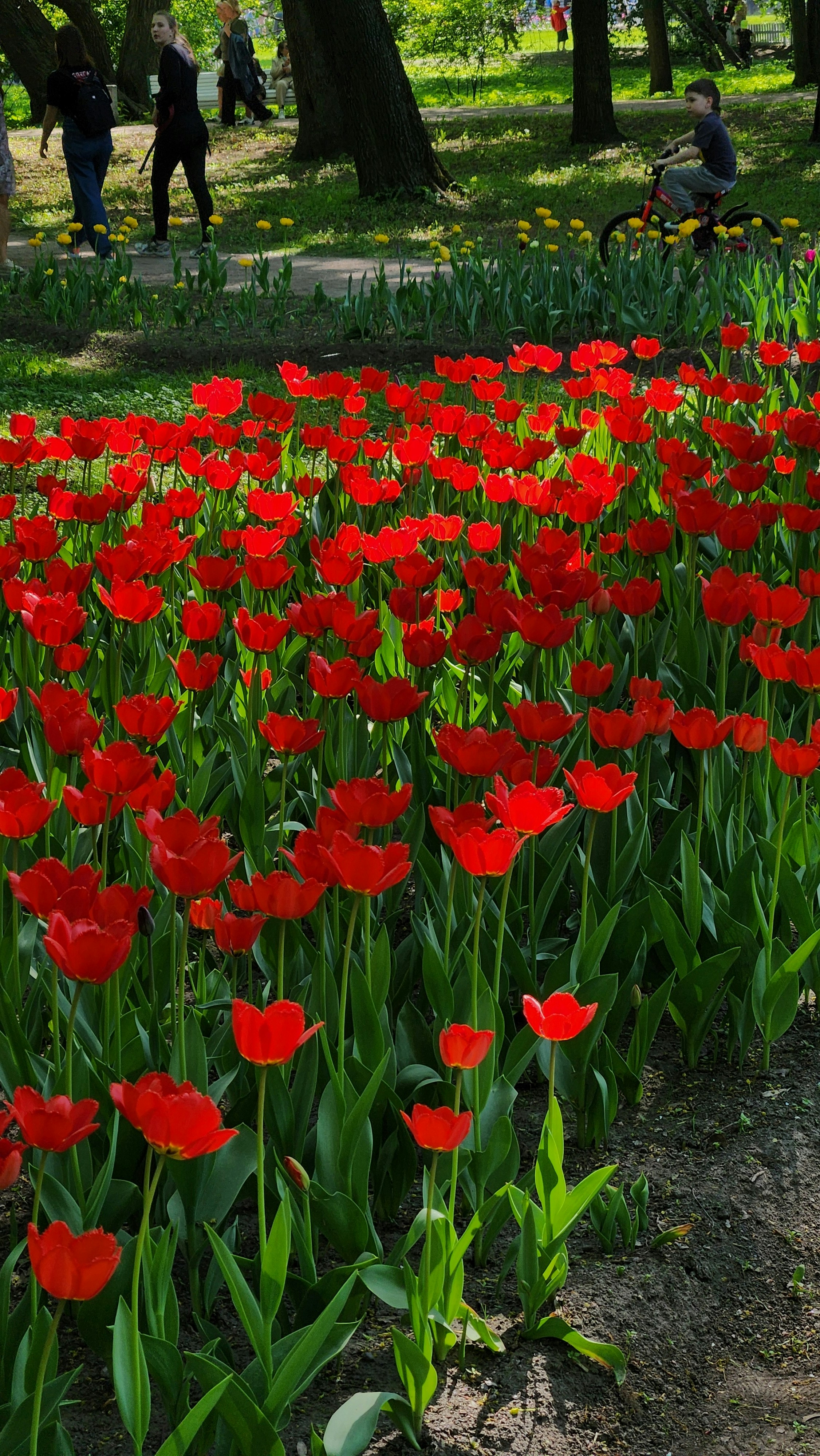 a field of red flowers in a park