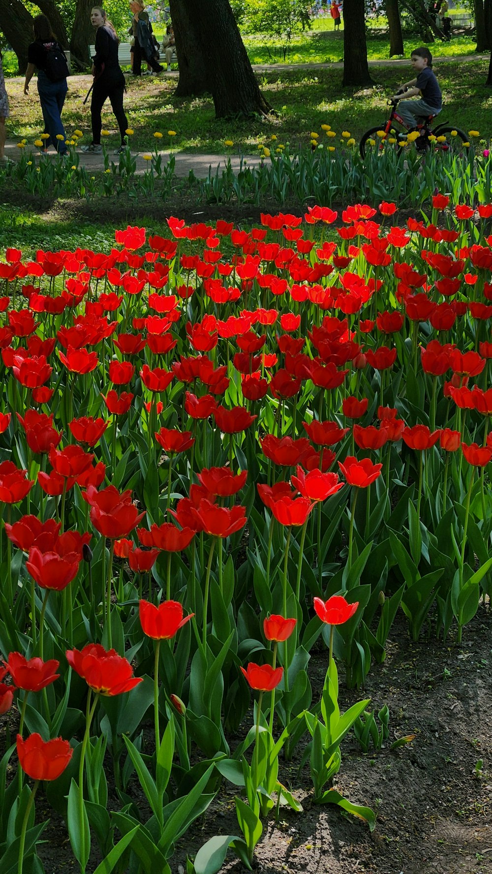 a field of red flowers in a park