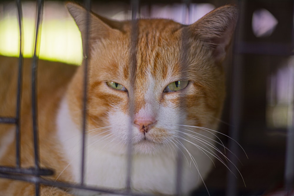 a close up of a cat in a cage