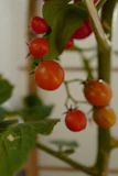Close-up of ripe, colorful tomatoes still on the vine in a local farm garden