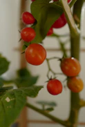 Close-up of ripe, colorful tomatoes still on the vine in a local farm garden
