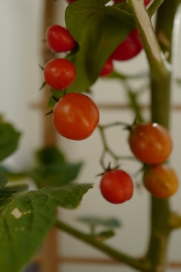 A close-up of ripe tomatoes on the vine.