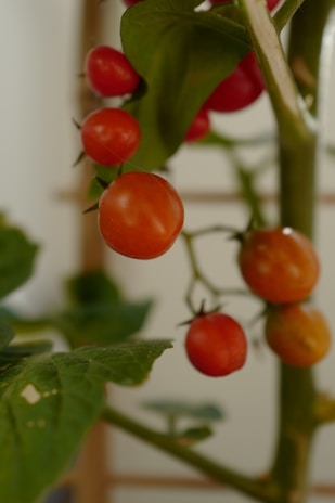 A close-up of colorful, freshly picked tomatoes on a vine.