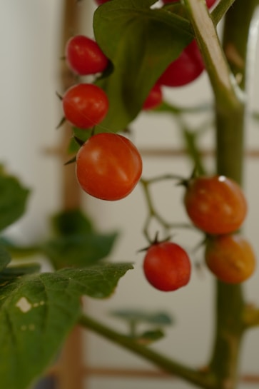 A close-up view of ripe cherry tomatoes on the vine, surrounded by green leaves and stems. The tomatoes are a vibrant red and orange, indicating freshness and ripeness.