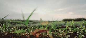 A peaceful morning view of Froehlich Farm Preserve with dew-covered grass and native trees.