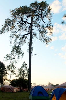 A tall tree with sparse branches stands prominently against a backdrop of a clear sky, scattered with a few clouds. Several colorful camping tents are pitched in a grassy area around the tree. The scene captures a blend of nature and outdoor recreation.