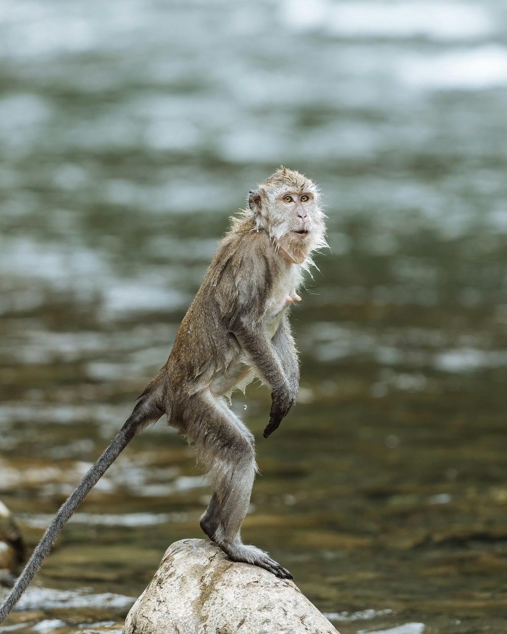 a monkey standing on a rock in the water