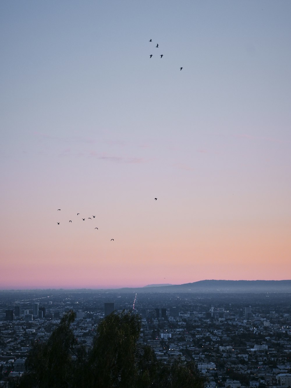a flock of birds flying over a city at sunset