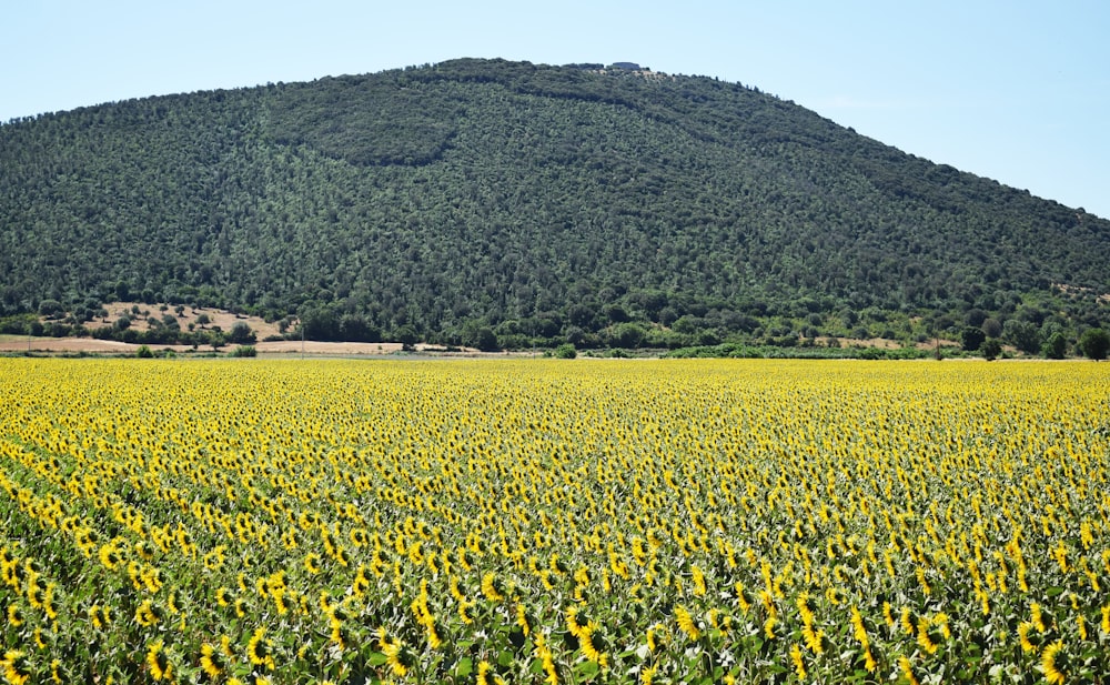 a large field of sunflowers in front of a mountain