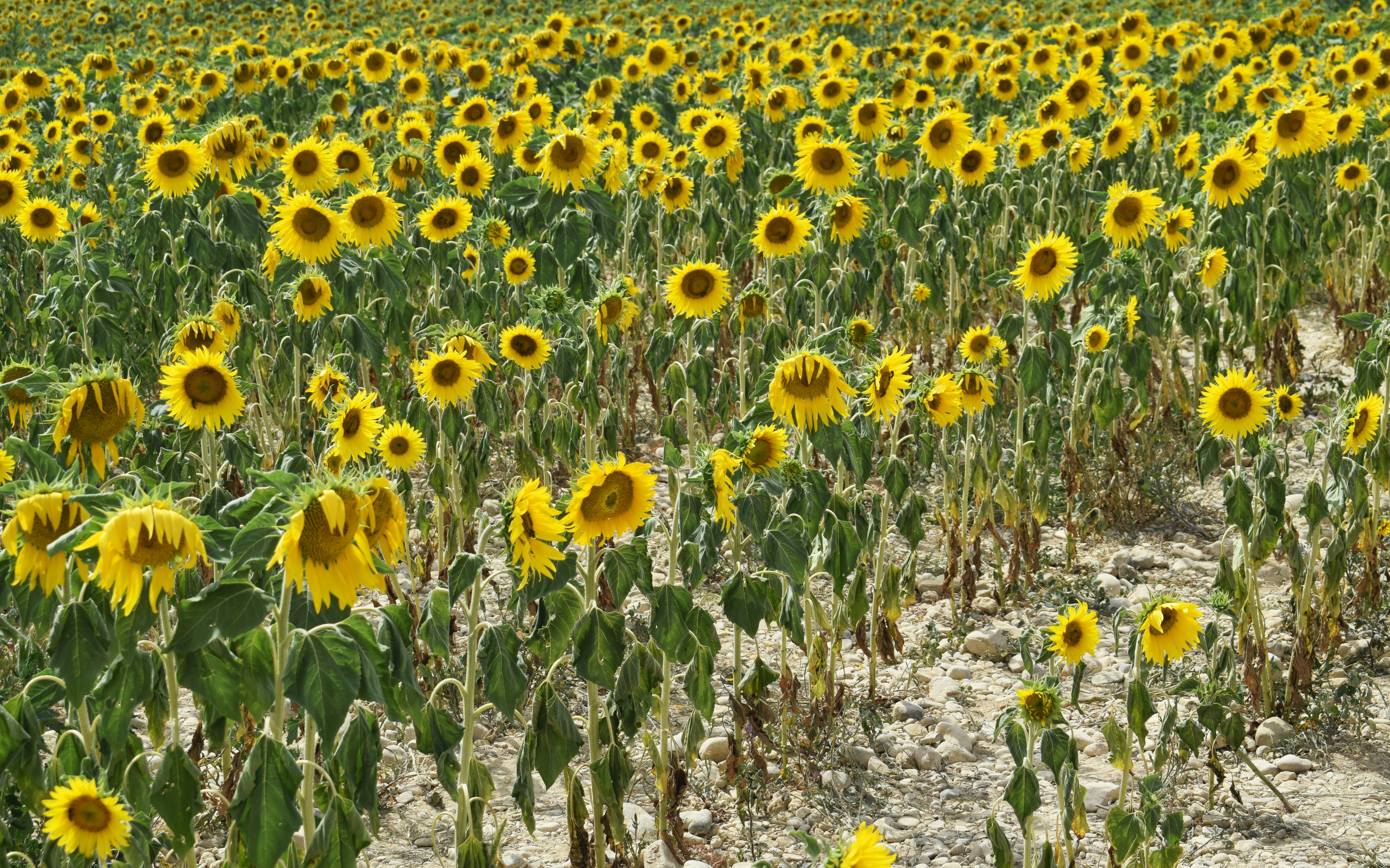 A large field of sunflowers in the middle of a field photo Free