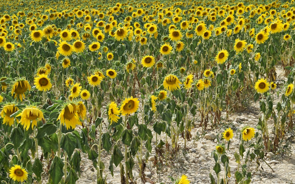 a large field of sunflowers in the middle of a field