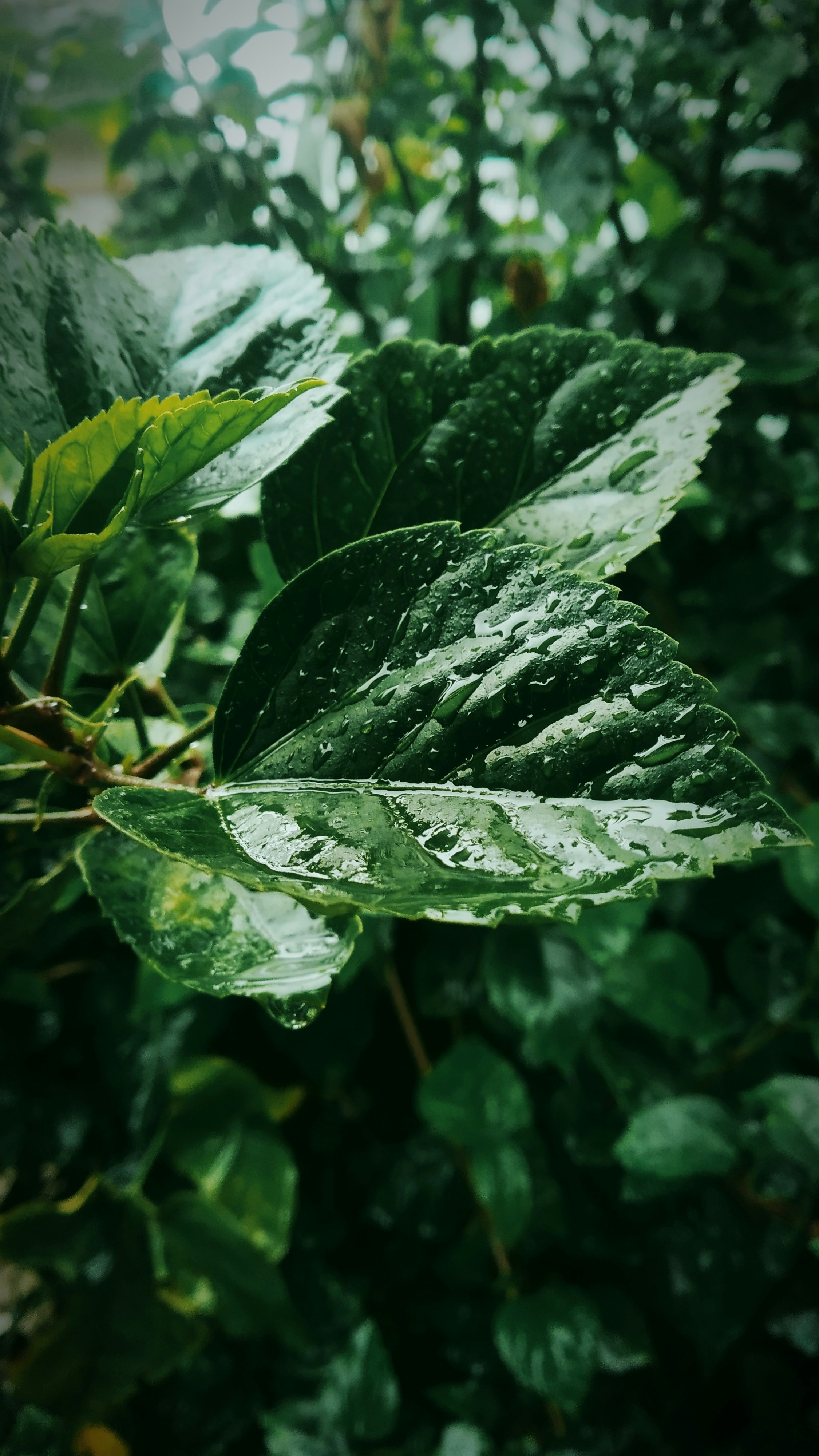 Photo by dendrophile