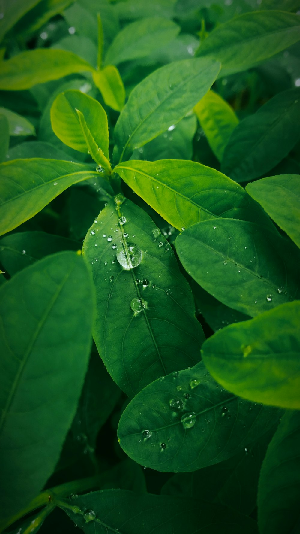 a green plant with water droplets on it